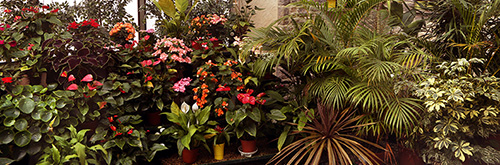 Plants within the conservatory